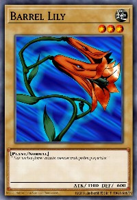 Barrel Lily